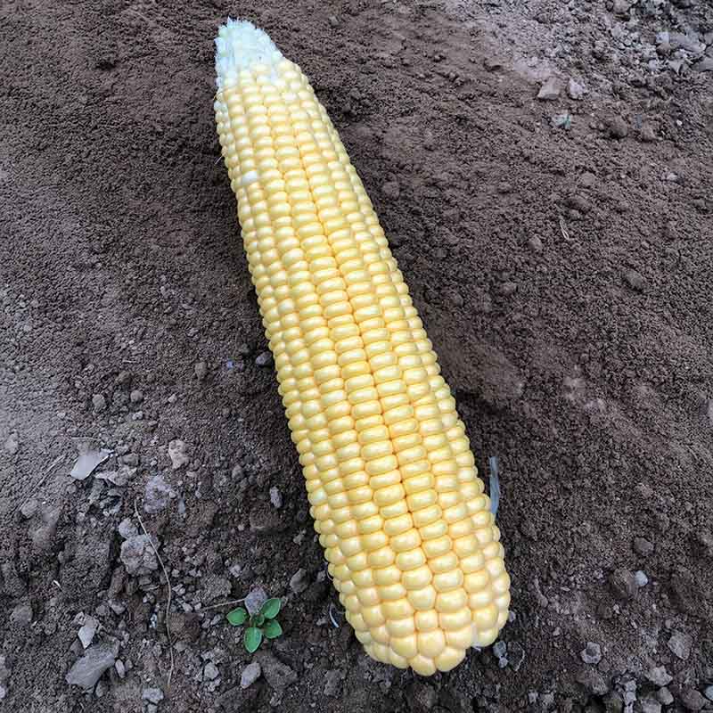 Sweet Corn Illini Xtra-Sweet F1 Seed