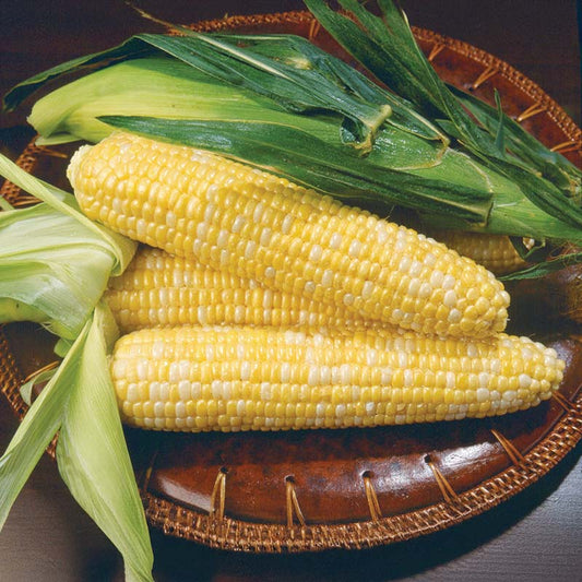Sweet Corn Kristine F1 Seed