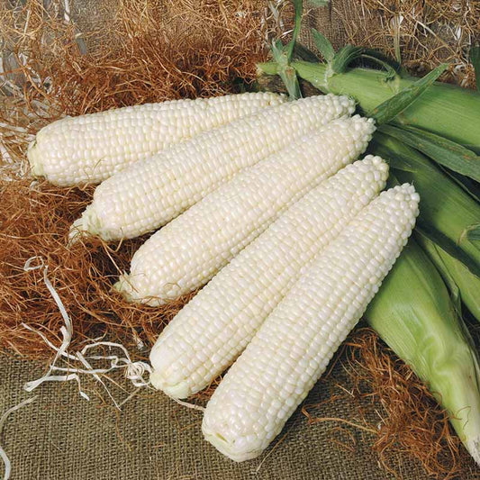 Sweet Corn Mattapoisett F1 Seed