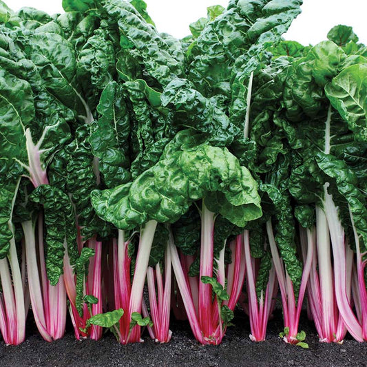 Swiss Chard Peppermint Seed