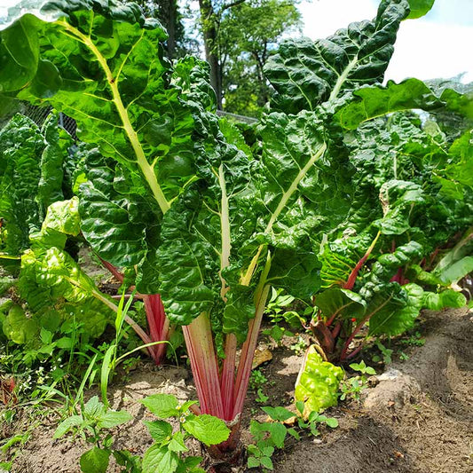 Swiss Chard Peppermint Seed