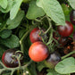Tomato Indigo Rose Seed