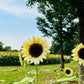 Sunflower Seeds for Planting - Grow Giant Sun Flowers in Your Garden  Non GMO Heirloom Seeds - Full Planting Instructions for Easy Grow - Great Gardening Gifts (1 Packet)