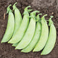 Pea Cascadia  Seed
