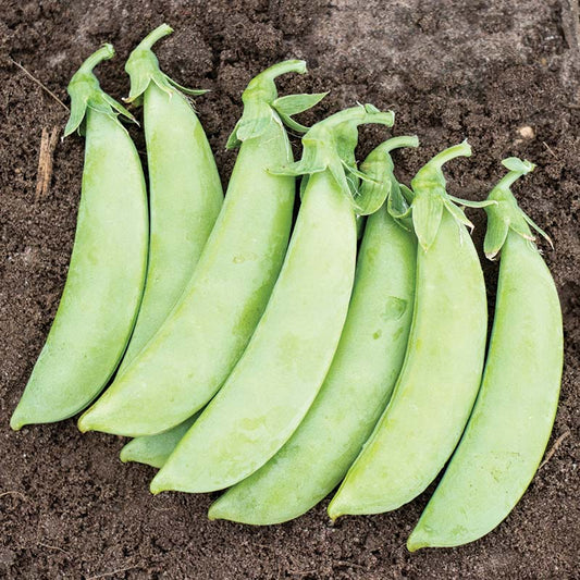 Pea Cascadia  Seed
