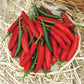 Pepper Sureno F1 Seed