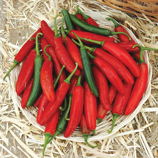 Pepper Sureno F1 Seed