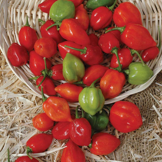 Pepper Red Habanero Seed