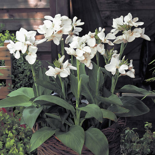 Canna Tropical summer Bulbs Perennial Growing Bonsai Roots Rhizomes Corms Tubers Potted Planting Reblooming Fragrant Garden Species Blooms Flower Seeds Plant Gardening