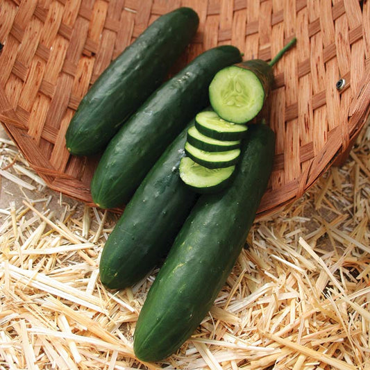 Cucumber Paraiso F1 Organic Seed