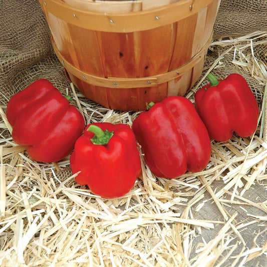 Pepper Sprinter F1 Organic Seed
