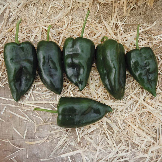 Pepper Sequoia F1 Seed