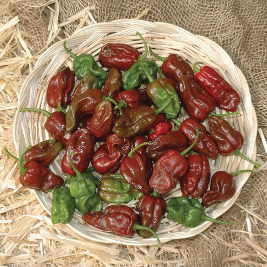 Pepper Chocolate Habanero Seed