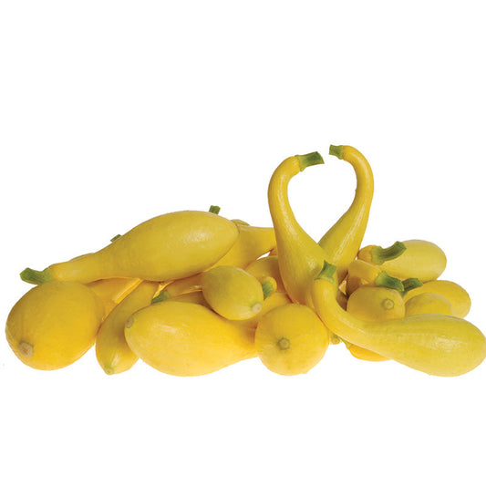 Squash Delta F1 Seed