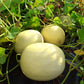 Melon Dream Dew F1 Seed