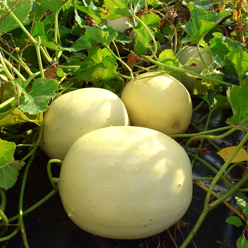 Melon Dream Dew F1 Seed