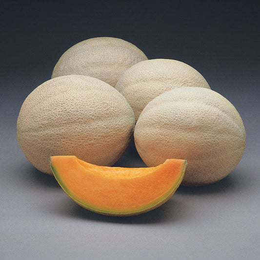 Melon Athena F1 Seed