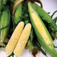 Sweet Corn Espresso F1 Seed