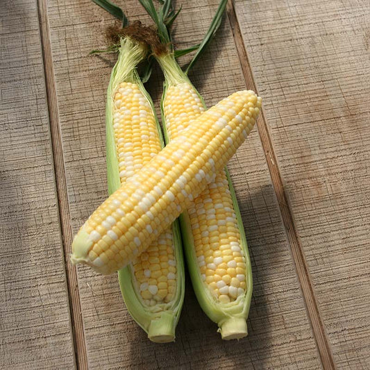 Sweet Corn Allure F1 Seed
