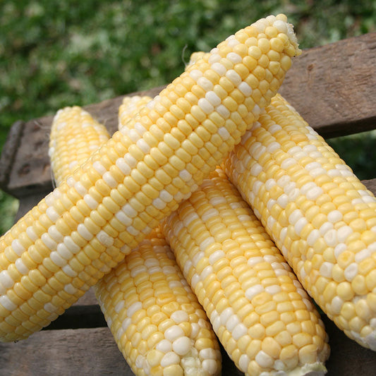 Sweet Corn Allure F1 Seed