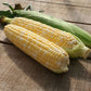 Sweet Corn Allure F1 Seed