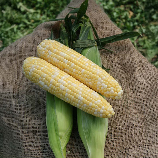 Sweet Corn Essence F1 Seed