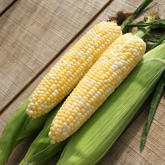 Sweet Corn Essence F1 Seed