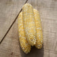 Sweet Corn Essence F1 Seed