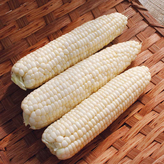 Sweet Corn Illusion F1 Seed