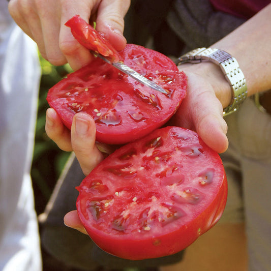 Tomato Caiman F1 Seed
