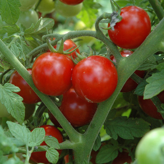 Tomato Sakura F1 Organic Seed