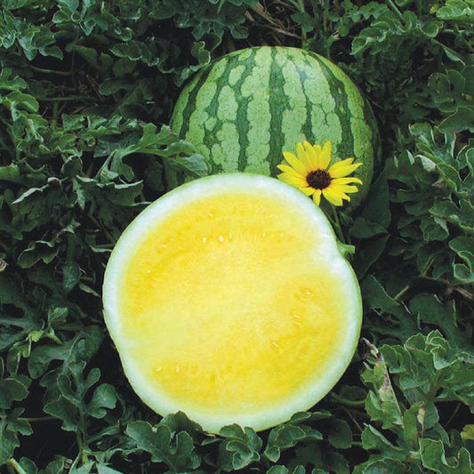 Watermelon Yellow Buttercup F1 Seed
