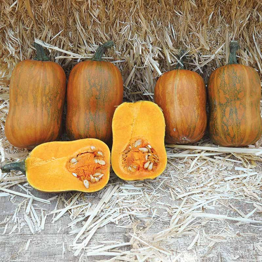 Squash Honeynut Seed