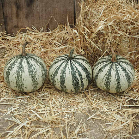 Squash Silver Edged Seed