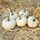 Pumpkin Casperita F1 Seed