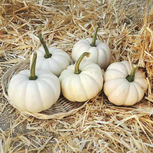 Pumpkin Casperita F1 Seed