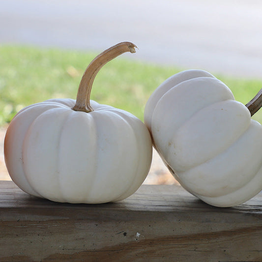 Pumpkin Casperita F1 Seed