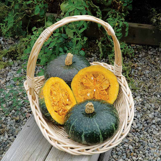 Squash Delica F1 Seed