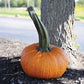 Pumpkin Thumpkin Seed