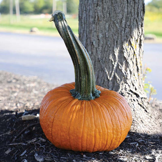 Pumpkin Thumpkin Seed