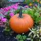 Pumpkin Thumpkin Seed