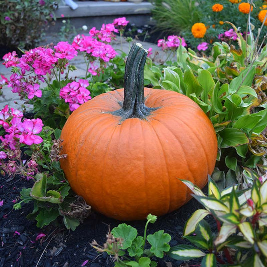Pumpkin Thumpkin Seed