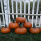 Pumpkin Thumpkin Seed