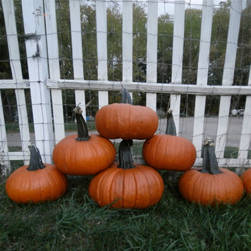 Pumpkin Thumpkin Seed