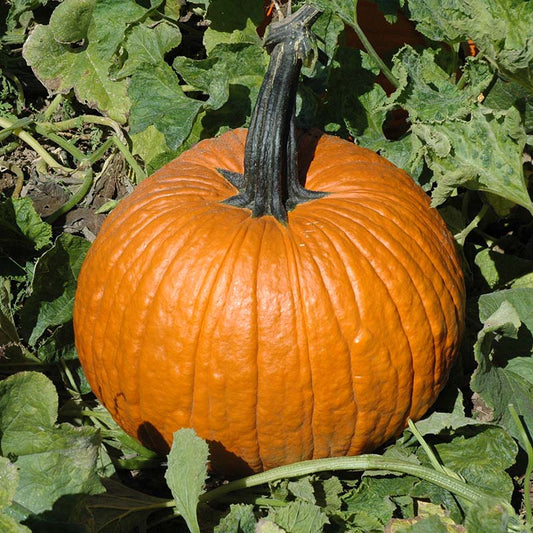 Pumpkin Cronus F1 Seed