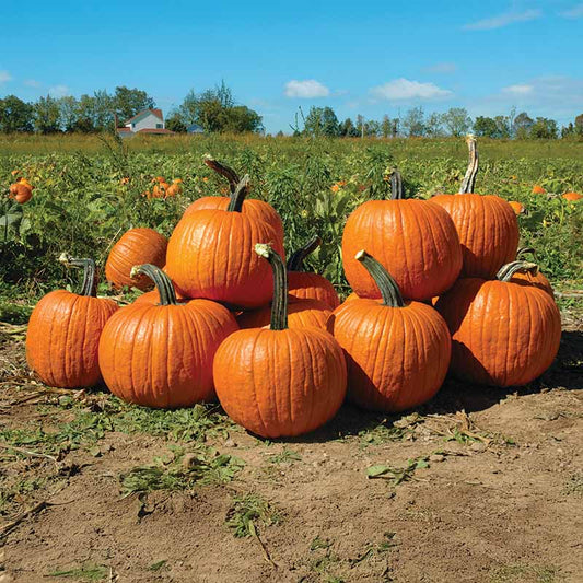 Pumpkin Cronus F1 Seed