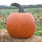 Pumpkin Cronus F1 Seed