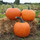 Pumpkin Cronus F1 Seed