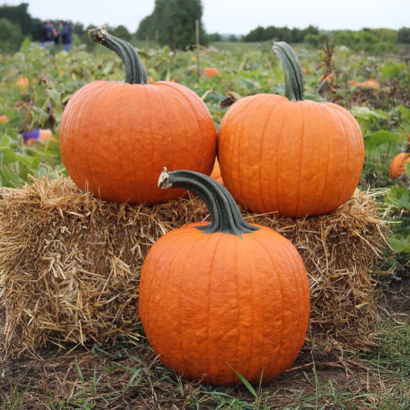 Pumpkin Cronus F1 Seed