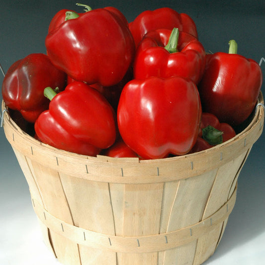 Pepper Currier F1 Seed